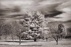 Valley Forge Pine
